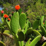 varwwwvhostsradiocapital.cathttpdocswp-contentuploads202204localimages0_OPUNTIA_3.jpg