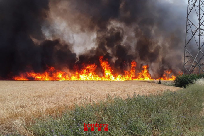 Les flames cremant un camp de cereals de Celrà Data de publicació: dilluns 13 de juny del 2022, 18:06 Localització: Celrà Autor: Imatge cedida a l'ACN pels Bombers