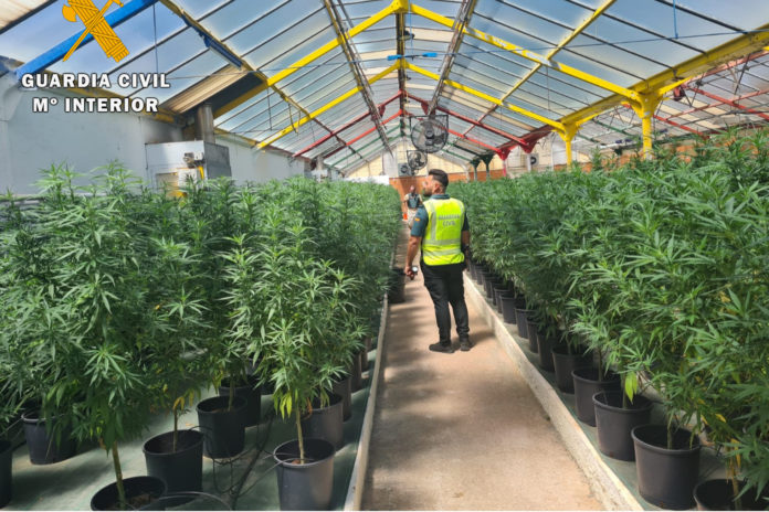 Les plantes de marihuana que la policia va descobrir a Llagostera Data de publicació: dimecres 08 de juny del 2022, 13:02 Localització: Llagostera Autor: Redacció
