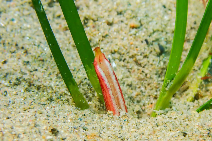 Una flor masculina de la Cymodocea nodosa detectada al prat de gram que hi ha al golf de Pals - Autor: Martí Vilanova / Cedida per la Fundació Alive