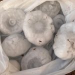 Diverses pedres caigudes durant una tempesta a la Bisbal d'Empordà Data de publicació: dimarts 30 d’agost del 2022, 21:30 Localització: Baix Empordà Autor: Eli Don