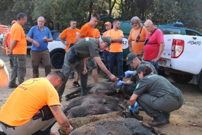5abaf61c-2132-44db-81d5-038fe59c563d Els caçadors aplegats al voltant dels 12 senglars abatuts a Girona Data de publicació: dissabte 27 d’agost del 2022, 12:13 Localització: Girona Autor: Ariadna Reche