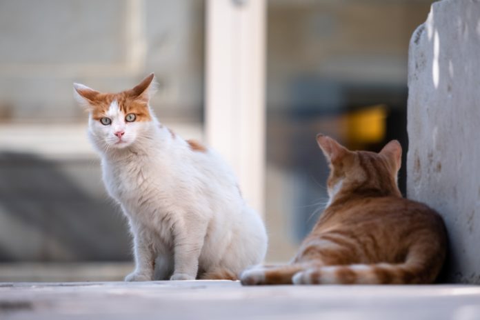 cats-g809f79050_1920