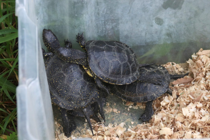 Diverses tortugues d'estany en una capsa abans de ser alliberades a l'hàbitat natural Data de publicació: dilluns 17 d’octubre del 2022, 11:52 Localització: Foixà Autor: Aleix Freixas