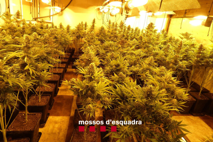 Una de les habitacions plenes de plantes de marihuana en ple període de floració que els Mossos d'Esquadra han desmantellat en un domicili de Sant Feliu de Guíxols - Mossos d'Esquadra