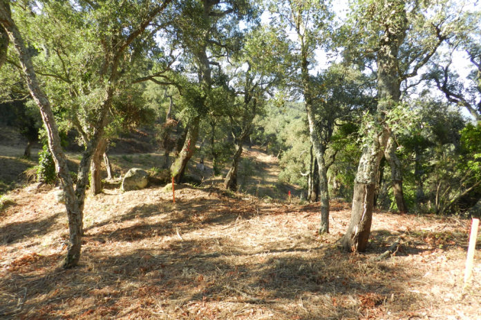 Un bosc de suredes Data de publicació: dimarts 08 de novembre del 2022, 13:00 Localització: Girona Autor: Redacció