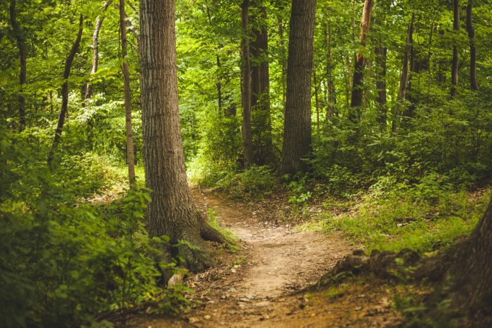 forest-g3829cf99b_1920