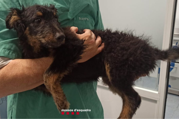 L'animal que el detingut va llençar des d'un quart pis - Cedida pels Mossos