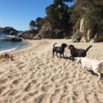 privat:-primera-platja-amb-acces-per-a-gossos