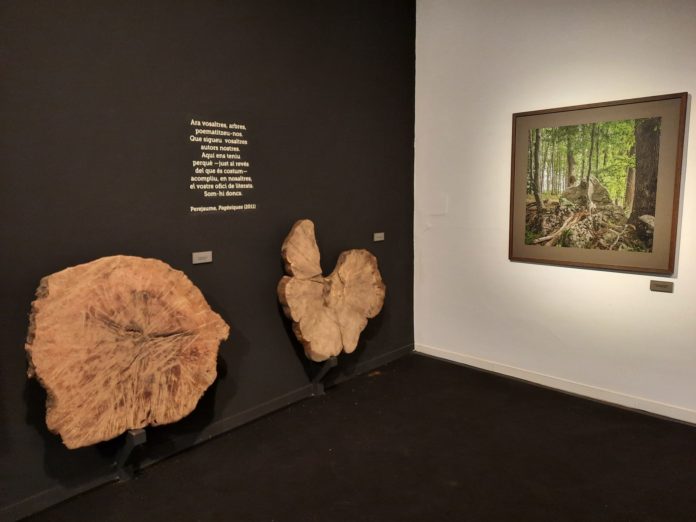privat:-el-museu-del-suro-acull-la-mostra-“bells-boscos-vells”