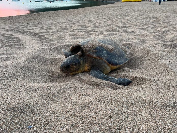 privat:-una-tortuga-careta-nidifica-a-la-platja-de-sa-riera