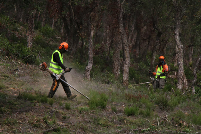 Incendis forestals