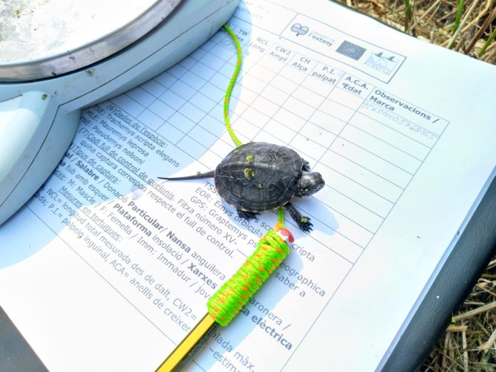 2023 exemplar nounat detectat tortuga d'estany Baix Ter