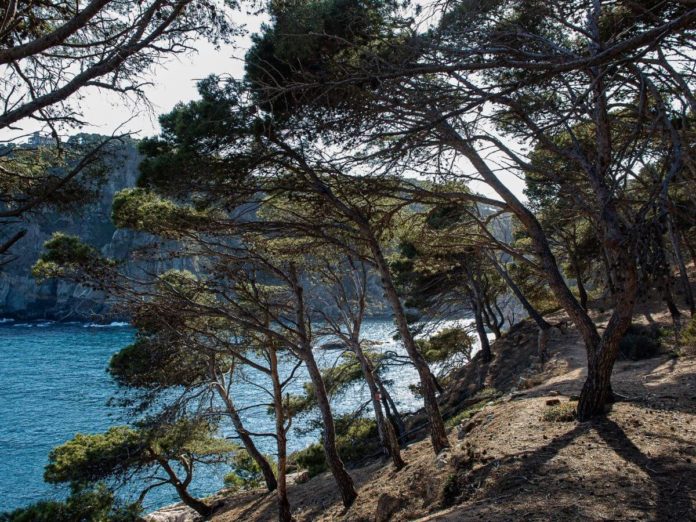 Prou-Ciment-Mes-Pinedes