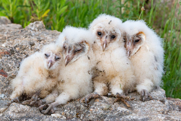 e49e318e-3965-4029-940c-824a79203425 Natura Sterna