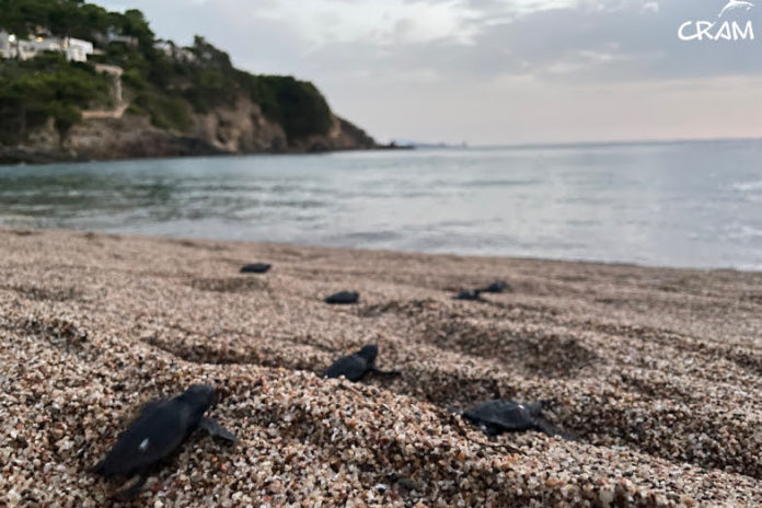 Tortuga Careta Begur Tortuga Careta Begur