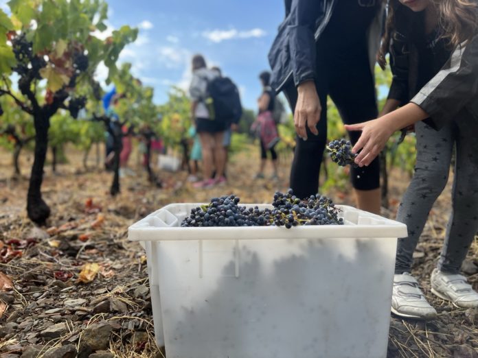 Verema al celler Empordàlia