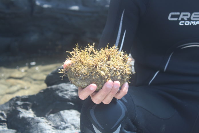 Alga marina