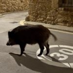 Porc senglar Pals – senglars
