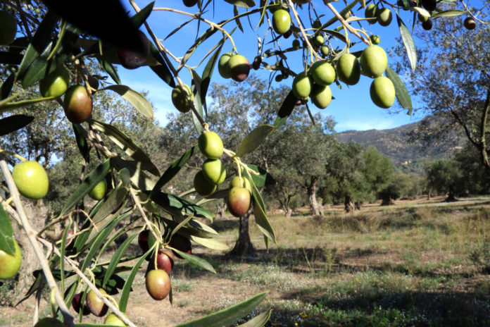 Primer pla d'olives en un olivar Data de publicació: dimecres 15 de novembre del 2023, 07:00 Localització: Pau / Palau-saverdera Autor: Gemma Tubert
