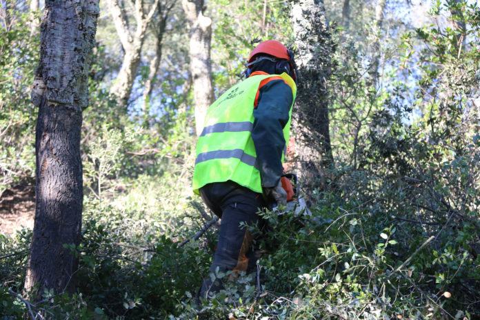 Un operari treballant treient sotabosc a les Gavarres. Gerard Vilà Un operari treballant treient sotabosc a les Gavarres. Gerard Vilà