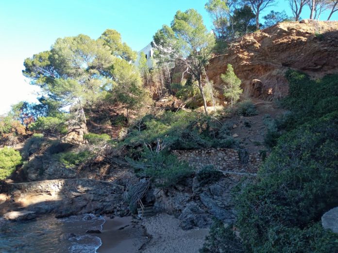 Begur arbre caigut Begur arbre caigut