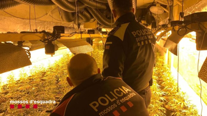FOTO PREMSA Mossos Marihuana Bisbal