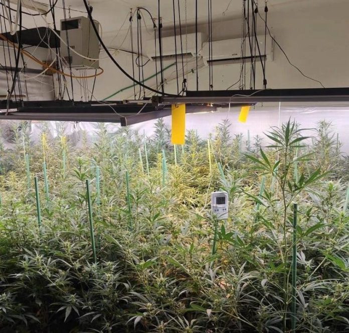 Marihuana Santa Cristina d'Aro