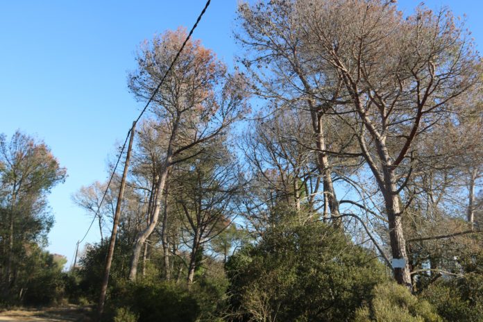 Arbres de les Gavarres sequera