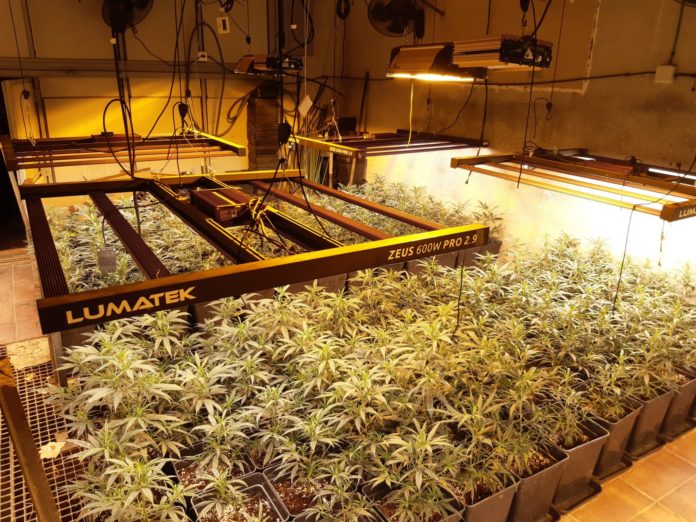 Marihuana consum energètic Marihuana consum energètic