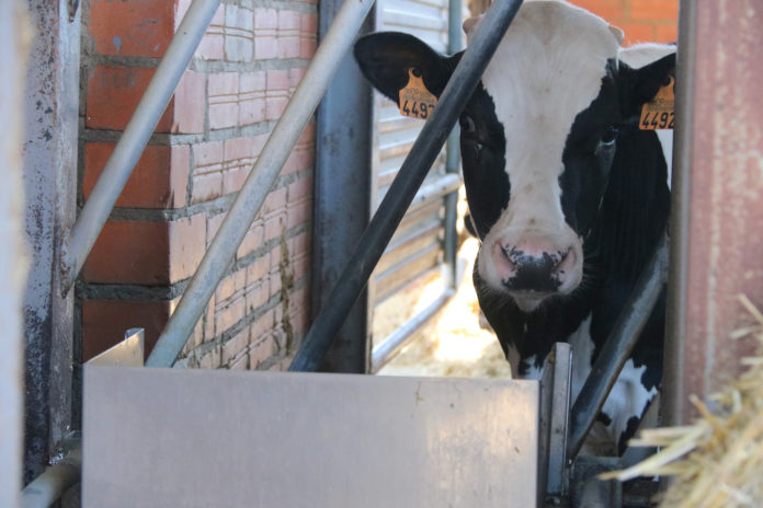 Una vaca beu d'un abeurador d'una granja de Cruïlles Data de publicació: dimecres 24 d’abril del 2024, 11:53 Localització: Cruïlles Autor: Gerard Vilà