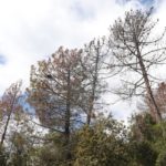 privat:-la-sequera-afecta-66.500-hectarees-de-boscos,-el-doble-que-les-del-2022