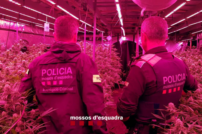 Dos mossos d'esquadra amb les plantes de marihuana que creixien a l'interior de l'antiga granja de conills a Vilopriu Data de publicació: dilluns 06 de maig del 2024, 16:54 Localització: Vilopriu Autor: Cedida pels Mossos d'Esquadra Dos mossos d'esquadra amb les plantes de marihuana que creixien a l'interior de l'antiga granja de conills a Vilopriu Data de publicació: dilluns 06 de maig del 2024, 16:54 Localització: Vilopriu Autor: Cedida pels Mossos d'Esquadra