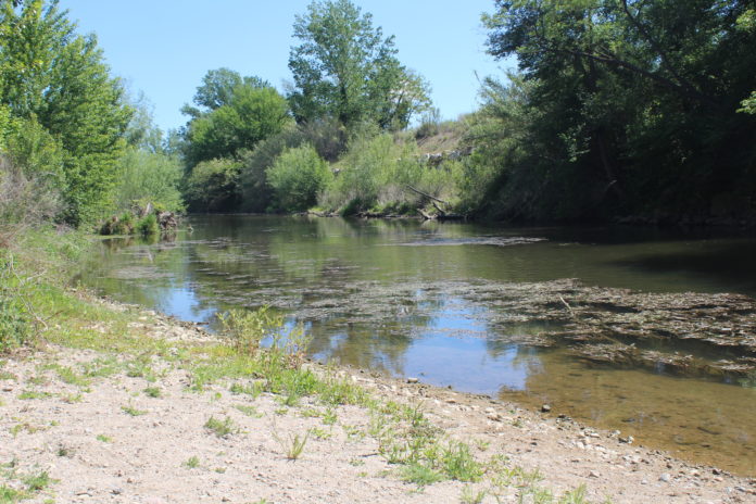 Algues que s'han format en zones del riu Ter. aigua sequera empordà