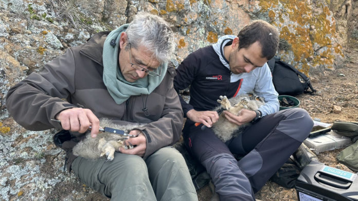 Ducs Ducs Natura Sterna palafrugell