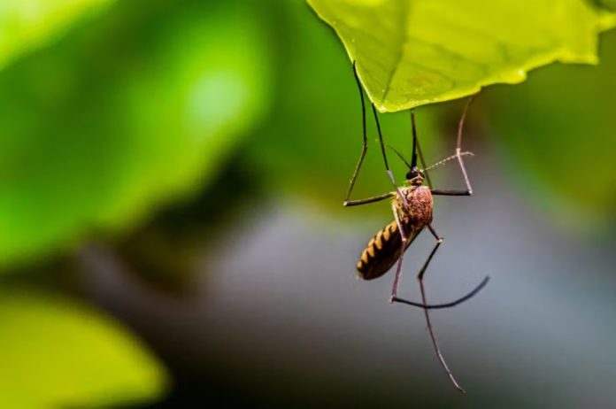 privat:-s’inicien-les-tasques-de-control-de-mosquits-als-arrossars-de-pals privat:-s’inicien-les-tasques-de-control-de-mosquits-als-arrossars-de-pals