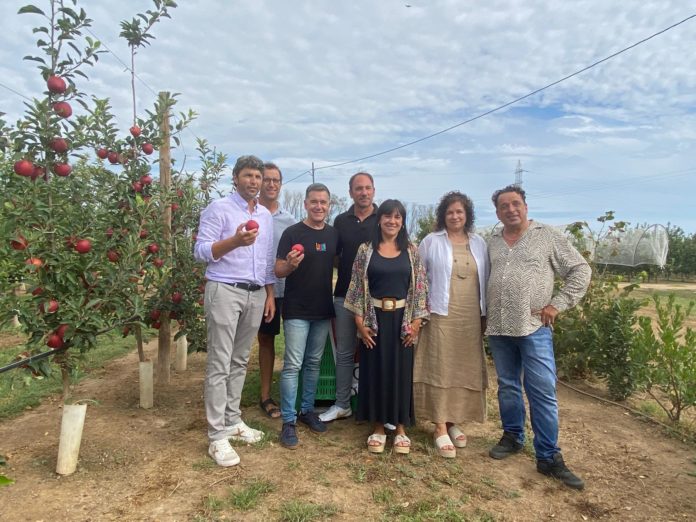Poma de Girona recollida