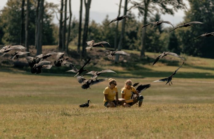 privat:-el-govern-impulsa-la-reintroduccio-de-l’ibis-ermita-al-massis-del-montgri privat:-el-govern-impulsa-la-reintroduccio-de-l’ibis-ermita-al-massis-del-montgri