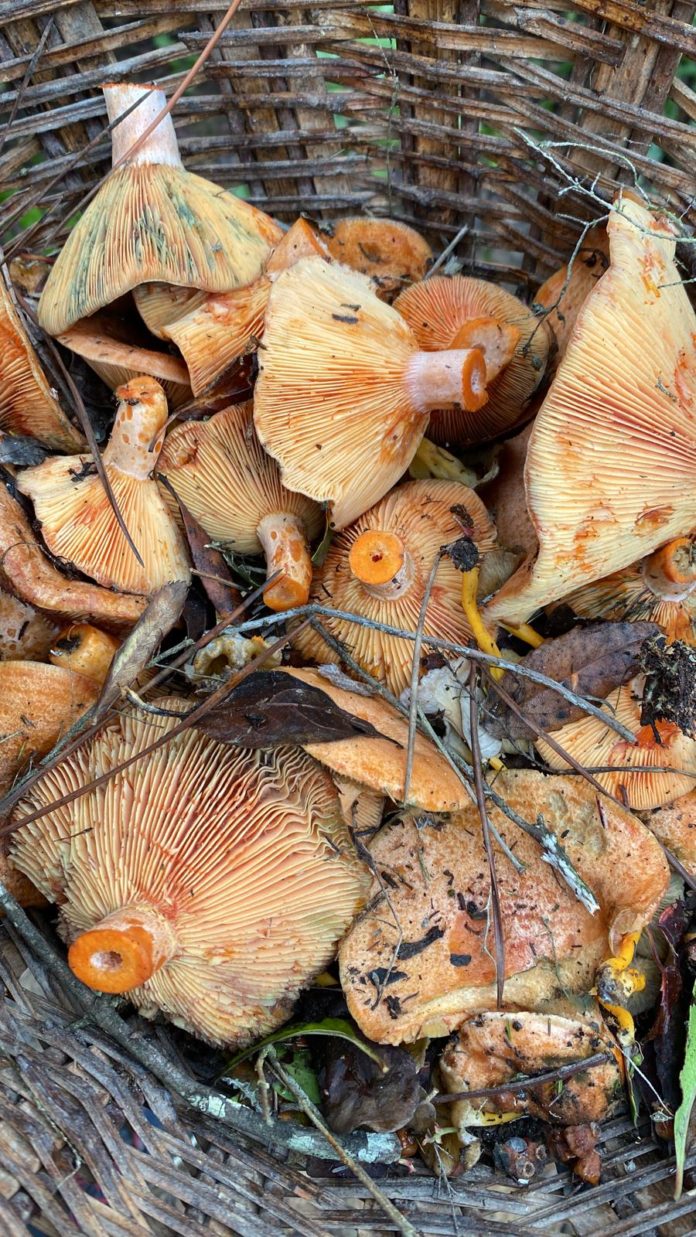 bolets
