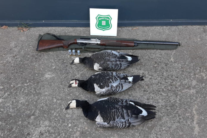privat:-denuncien-l’autor-de-la-mort-de-tres-oques-d’una-especie-protegida-a-pals privat:-denuncien-l’autor-de-la-mort-de-tres-oques-d’una-especie-protegida-a-pals