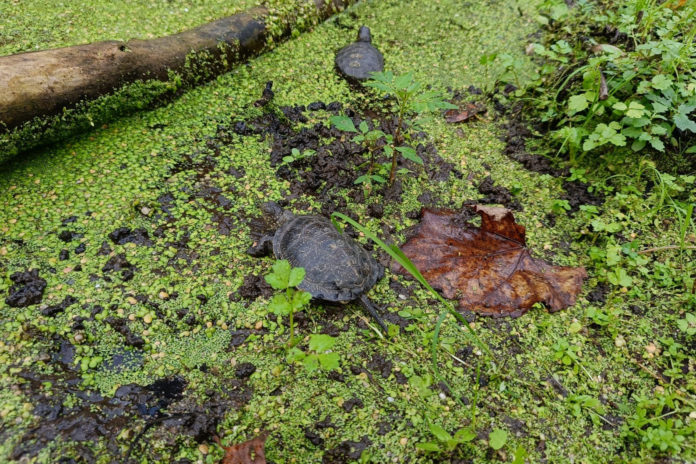 tortugues ter