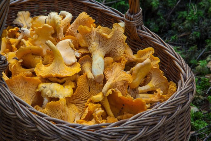 fungus-1194380_1920