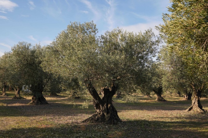 oli de l'empordà