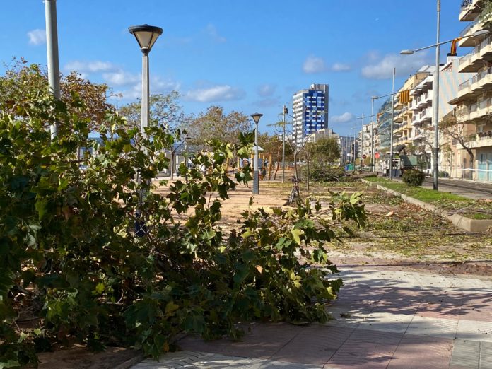 WhatsApp Image 2024-11-15 at 12.09.38 tala arbres palamós