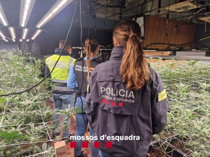 Detenció home plantació de marihuana Castell-Platja d'Aro Detenció home plantació de marihuana Castell-Platja d'Aro