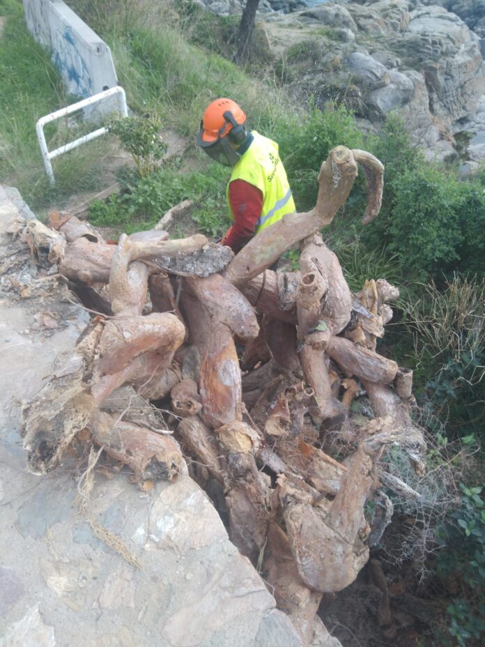 Control de flora i fauna invasora Palafrugell