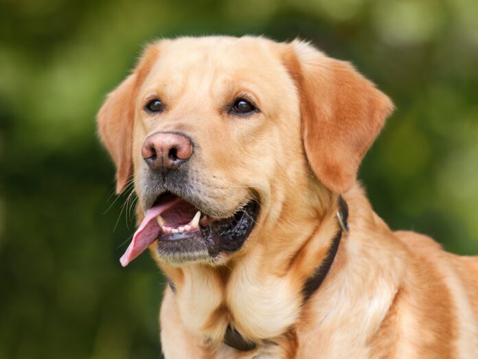 Labrador_Retriever_(1210559)