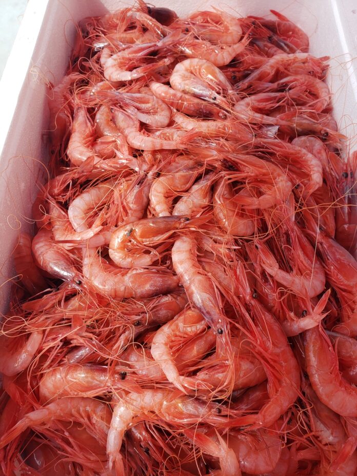 En marxa la 31a edició del Menú de la Gamba En marxa la 31a edició del Menú de la Gamba