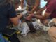 Una tortuga careta nidifica a Sant Feliu de Guíxols i pon 101 ous tortuga careta