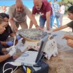 privat:-la-tortuga-que-va-posar-ous-a-sant-feliu-ha-fet-una-nova-a-posta-a-valencia-deu-dies-despres